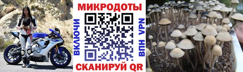 Псилоцибиновые грибы Psilocybine cubensis  купить наркоту  Берёзовка 